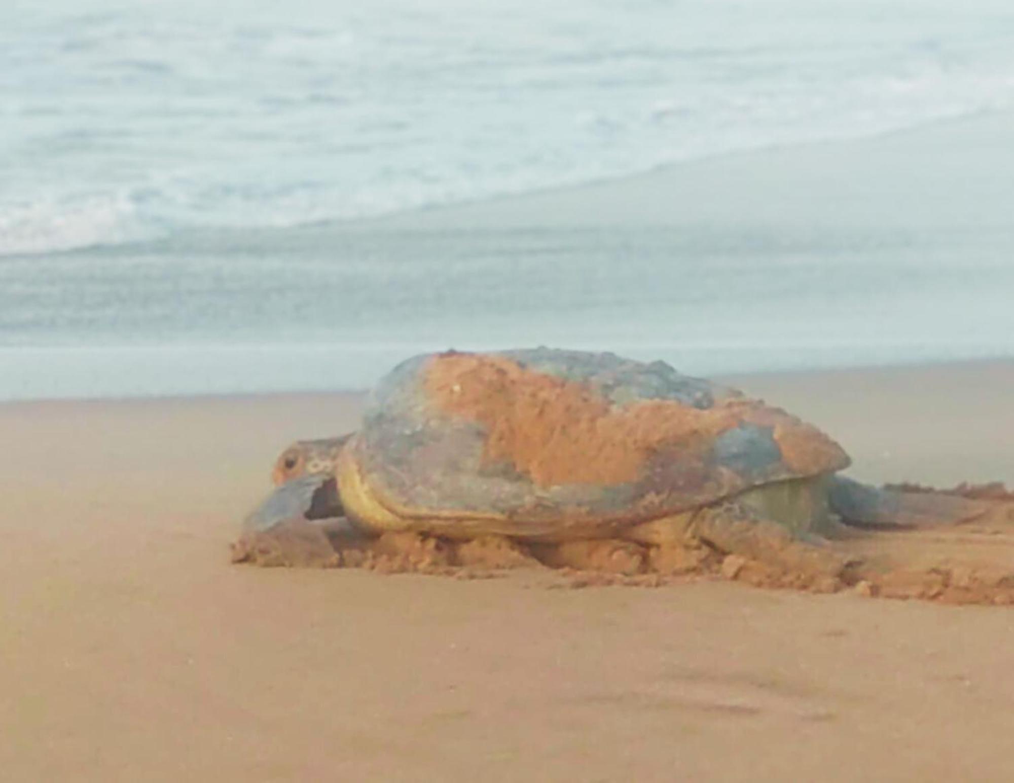 Amour At Turtle Beach Tangalle Exteriör bild