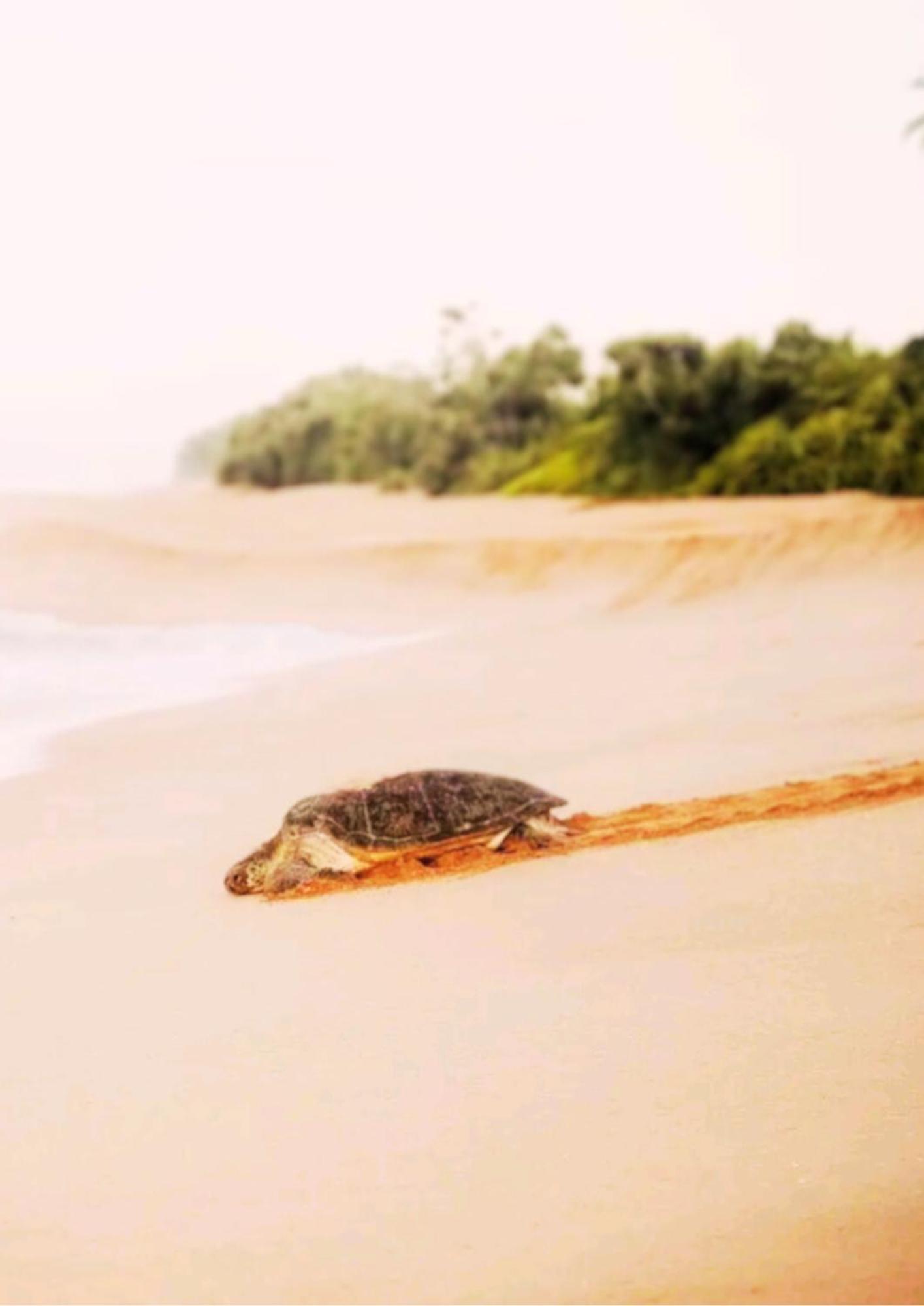 Amour At Turtle Beach Tangalle Exteriör bild